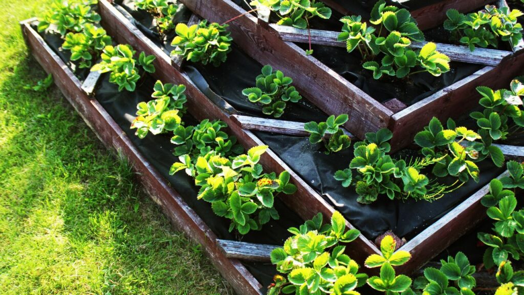 9 Raised Bed Blunders to Dodge for Green Thumb Success