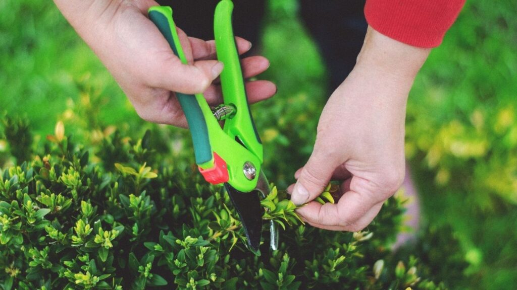 9 Essential Tools Every Beginner Gardener Needs