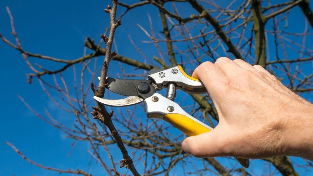 5 Gardening Tools You Must Not Forget to Use (2)