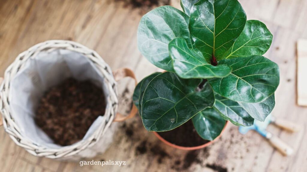 10 Must-Have Houseplants for a Happier Home Environment Fiddle Leaf Fig