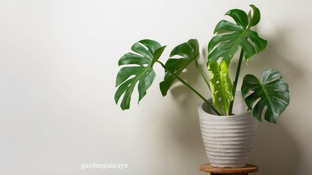 10 Must-Have Houseplants for a Happier Home Environment Monstera