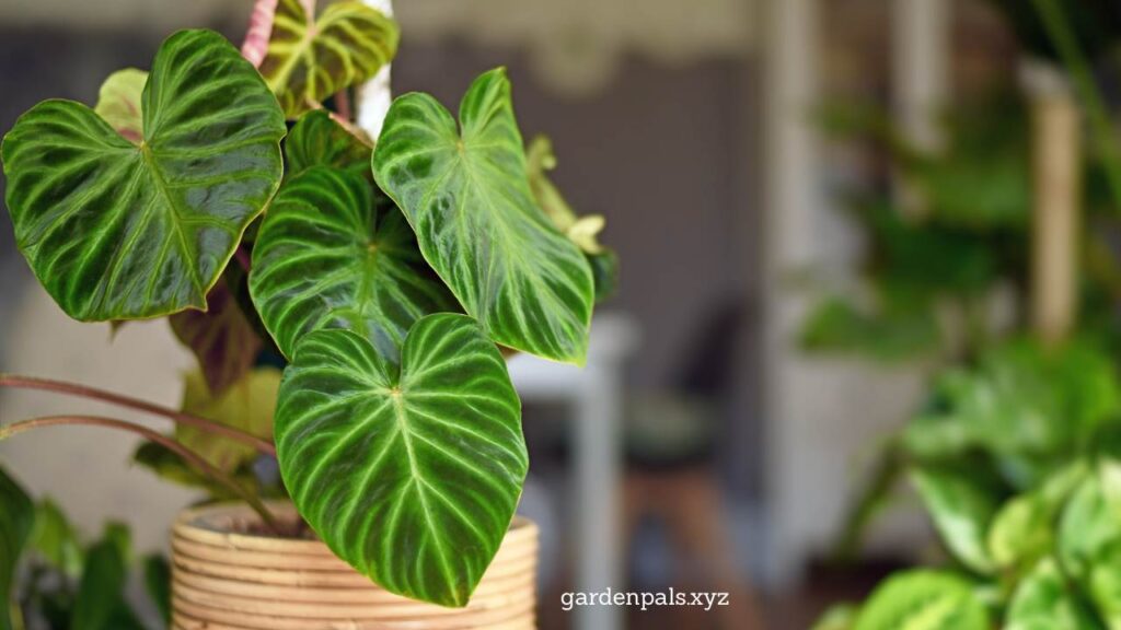 10 Must-Have Houseplants for a Happier Home EnvironmentPhilodendron