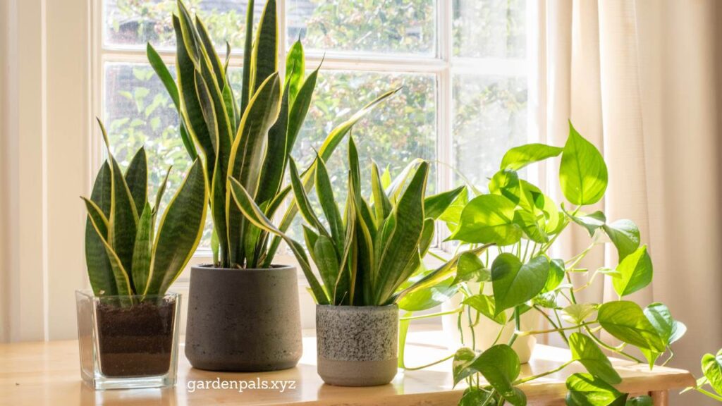 10 Must-Have Houseplants for a Happier Home Environment Snake Plant