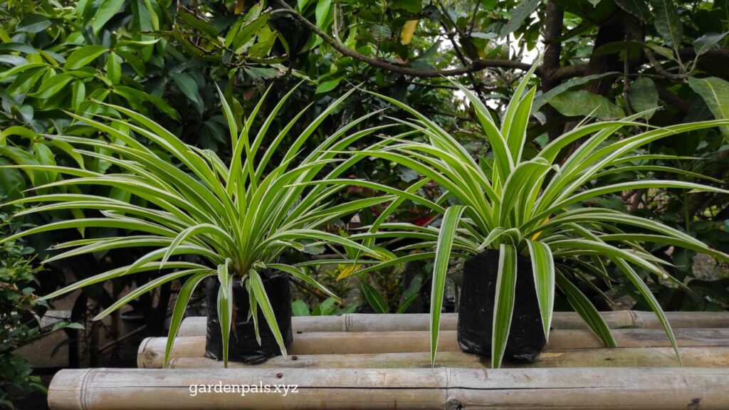 10 Must-Have Houseplants for a Happier Home Environment Spider Plant