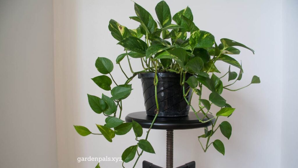 10 Must-Have Houseplants for a Happier Home Environment ZZ Plant