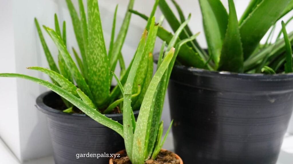 10 Must-Have Houseplants for a Happier Home Environment Aloe Vera