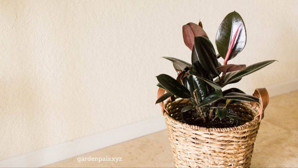 10 Must-Have Houseplants for a Happier Home Environment Rubber Plant