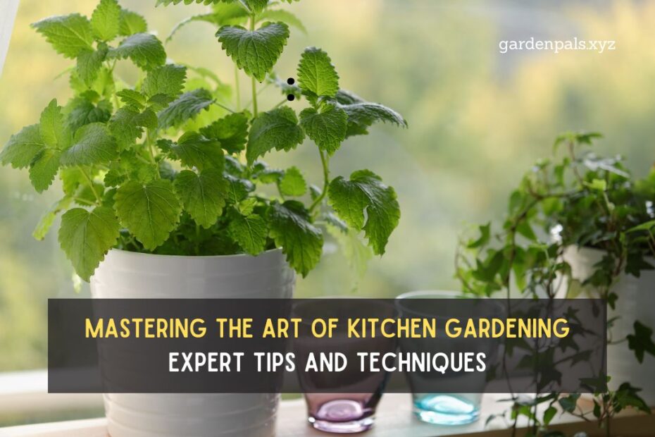 Mastering the Art of Kitchen Gardening: Expert Tips and Techniques