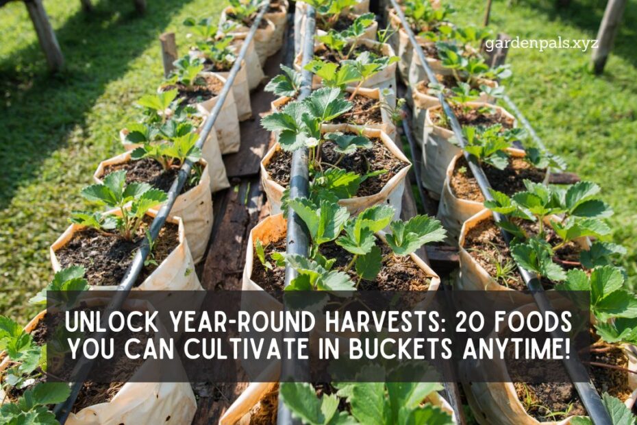 Unlock Year-Round Harvests 20 Foods You Can Cultivate in Buckets Anytime!